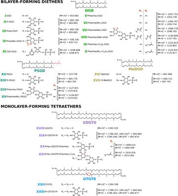 The Exploration of the Thermococcus barophilus Lipidome Reveals the Widest Variety of Phosphoglycolipids in Thermococcales